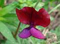 2010-0919-1410_Sweet_Pea_16,7C